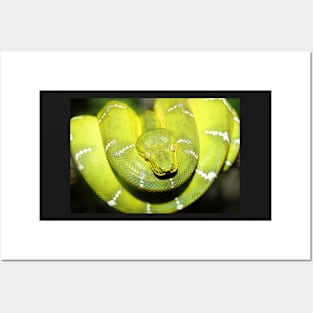 Emerald Tree Boa #1 Posters and Art